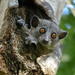 Sportive Lemurs - Photo (c) Frank Vassen, some rights reserved (CC BY)