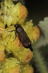 Brachodes