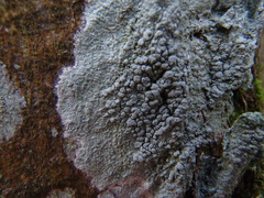 Pertusaria pertusa