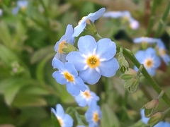 Myosotis sylvatica