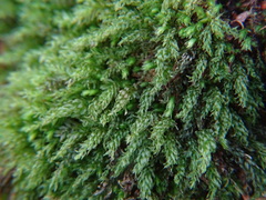 Mnium hornum