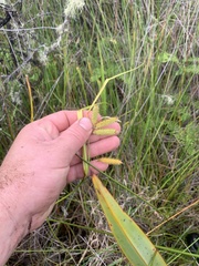 Carex fascicularis