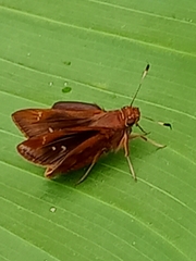 Cymaenes odilia