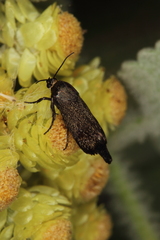 Brachodes