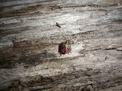 Sinopla perpunctatus