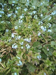 Myosotis sylvatica