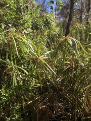 Cyperus