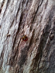 Sinopla perpunctatus