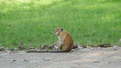 Macaca sinica