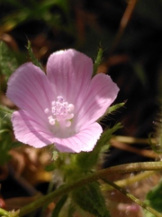 Malva cretica