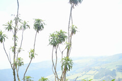 Siphocampylus giganteus