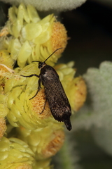 Brachodes