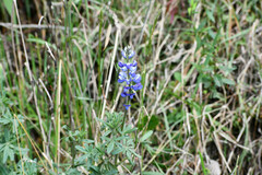 Lupinus pubescens