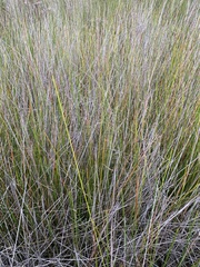 Schoenus carsei