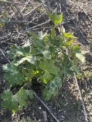 Delphinium cardinale