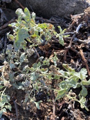 Atriplex leucophylla