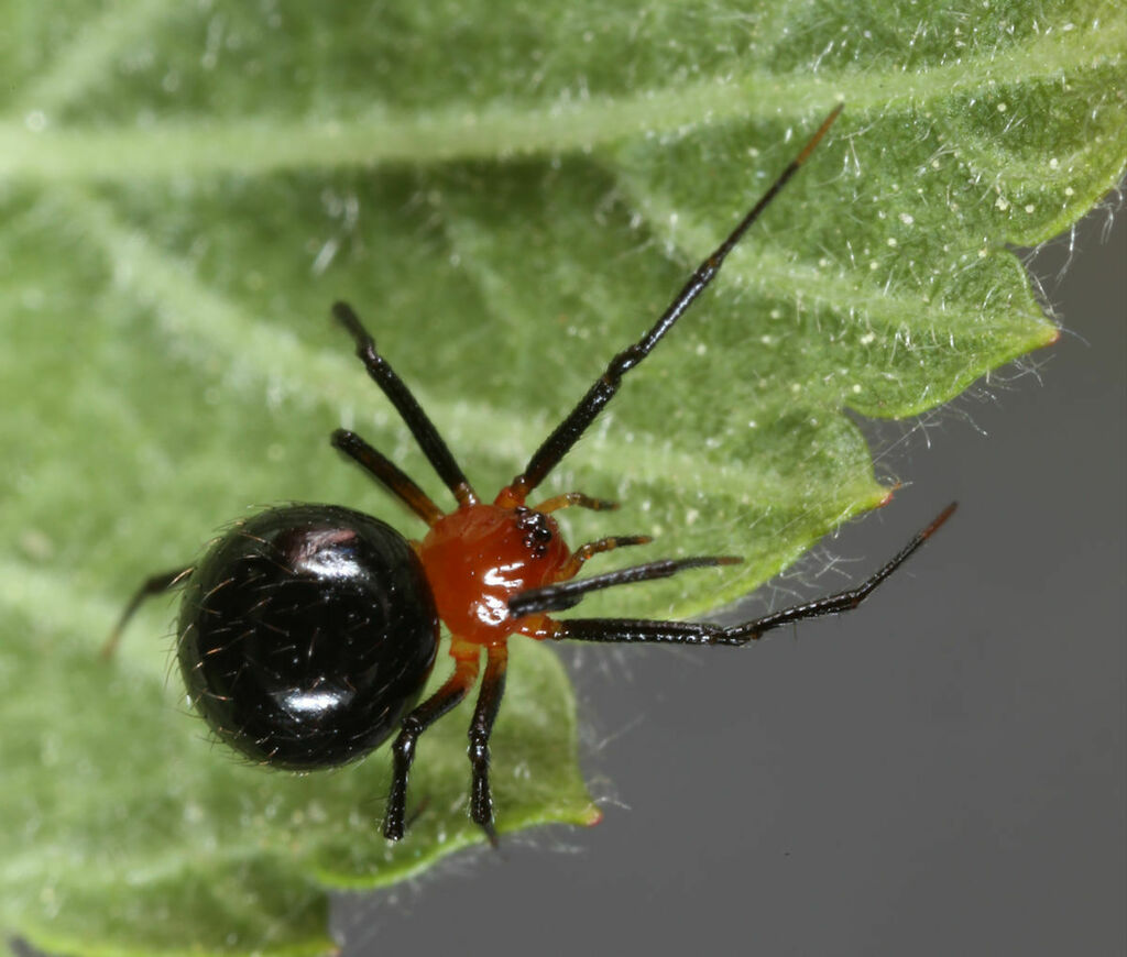 Theridiinae