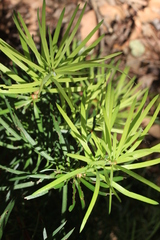Podocarpus