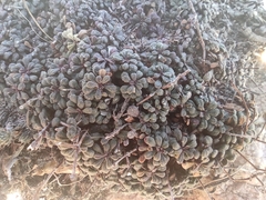 Limonium pseudominutum