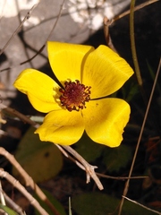 Ranunculus asiaticus