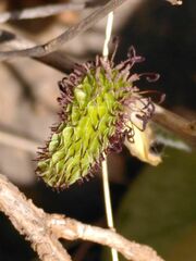 Ranunculus asiaticus