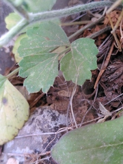 Ranunculus asiaticus