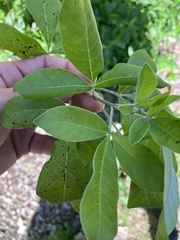 Vitex trifolia