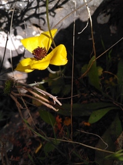 Ranunculus asiaticus