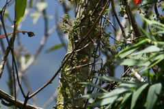 Galium hypocarpium