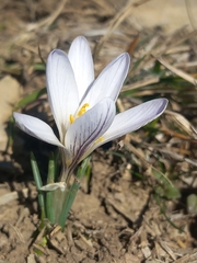 Crocus nevadensis