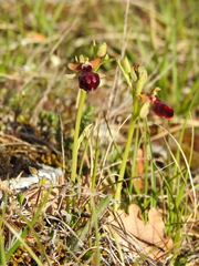 Ophrys sphegodes passionis