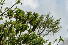 Siphocampylus giganteus