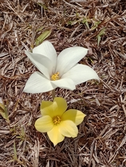Zephyranthes americana
