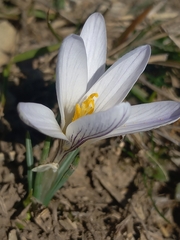 Crocus nevadensis