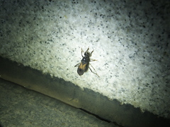 Peirates atromaculatus