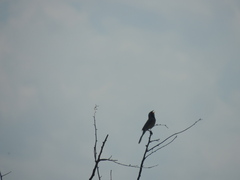 Saltatricula multicolor