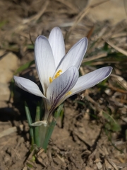 Crocus nevadensis