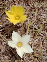 Zephyranthes americana