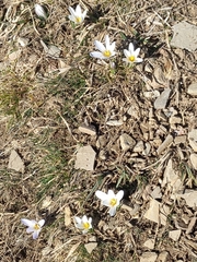 Crocus nevadensis