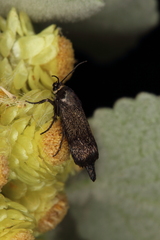 Brachodes