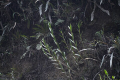 Epidendrum secundum