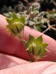 Onobrychis aequidentata