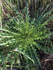 Cirsium horridulum
