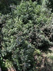 Chromolaena perglabra