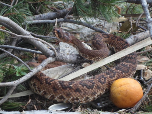 Red Diamond Rattlesnake, Sierra La Laguna, B.C.S., México, photo 8 of 10