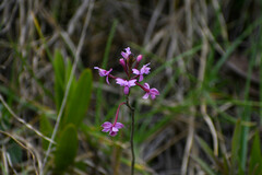 Epidendrum secundum