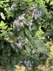 Chromolaena perglabra