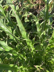 Cirsium horridulum