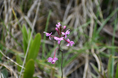 Epidendrum secundum