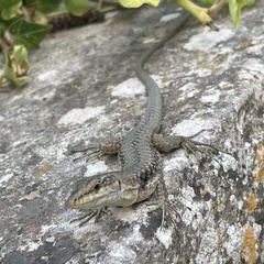Podarcis siculus siculus